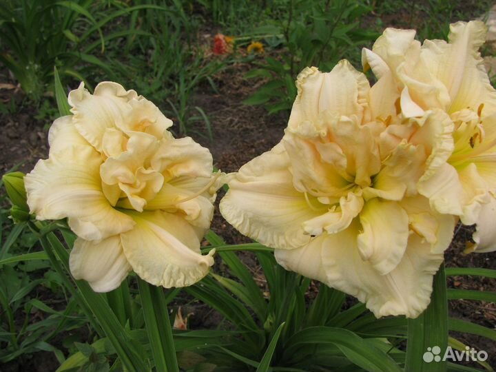 Лилейники сортовые 3