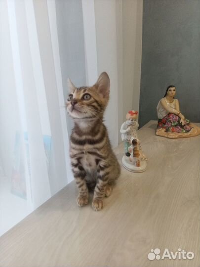 Бенгальские котята