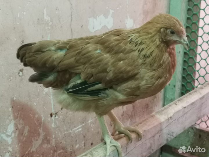 Куры молодки несушки доминант