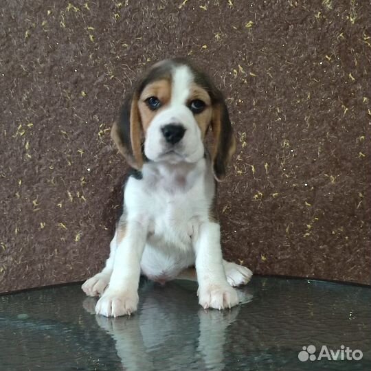 Милые девочки биглюши в питомнике