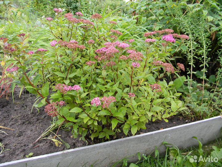 Спирея, чубушник, скумпия, пузыреплодник