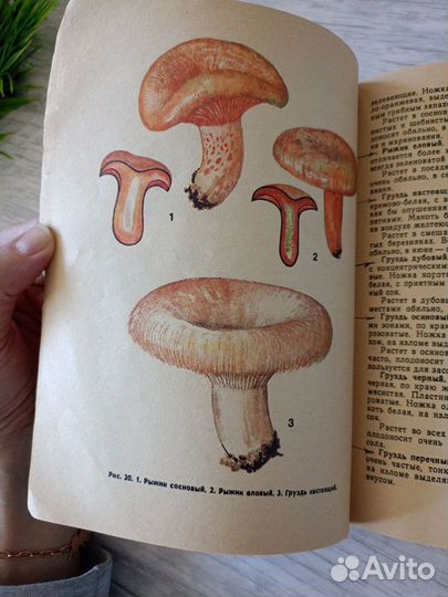 Книга грибы
