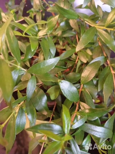 Мирт Лума, Угни, Магический дракон, Боэтика