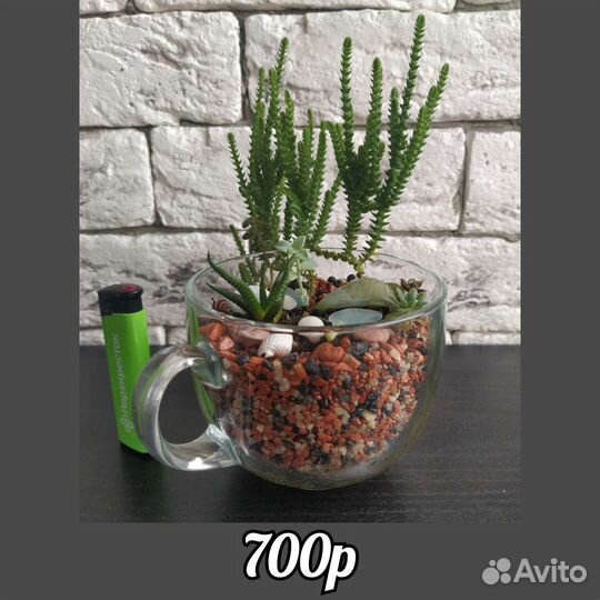 Флорариум суккуленты