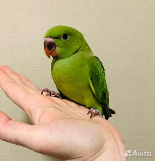 Ожереловый попугай с клеткой