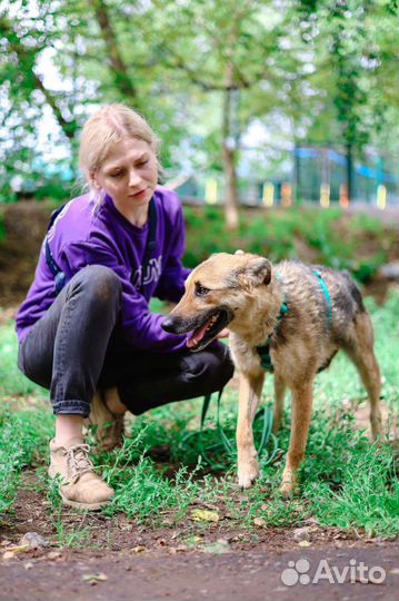 Вернули в приют через 3 года домашней жизни