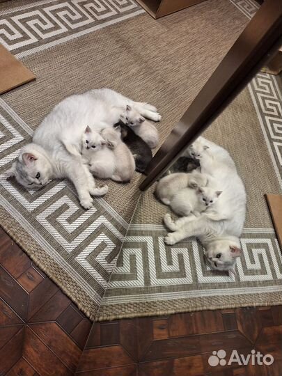 Британские котята