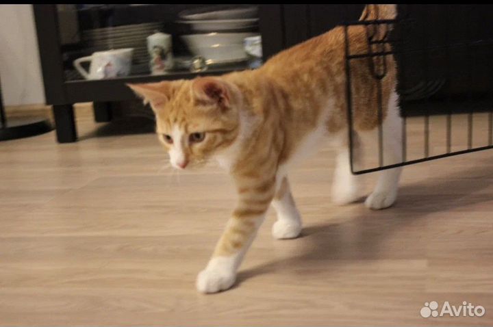 Рыжий котенок 4-5 месяцев Золтон в добрые руки