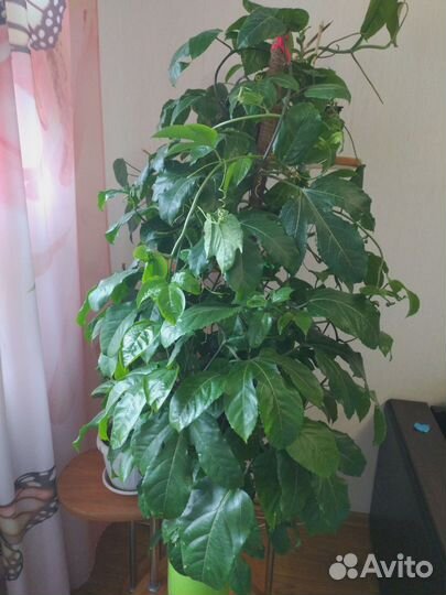 Пассифлора