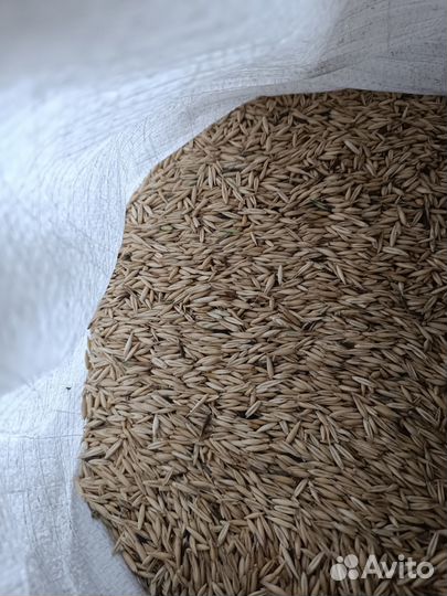 Продам овёс