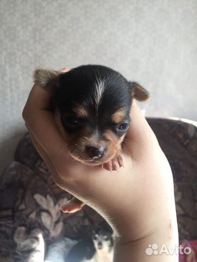 Мини той-терьер щенки