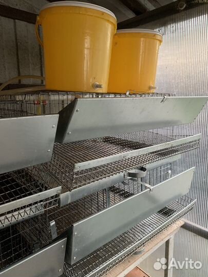 Клетки для перепелов б/у