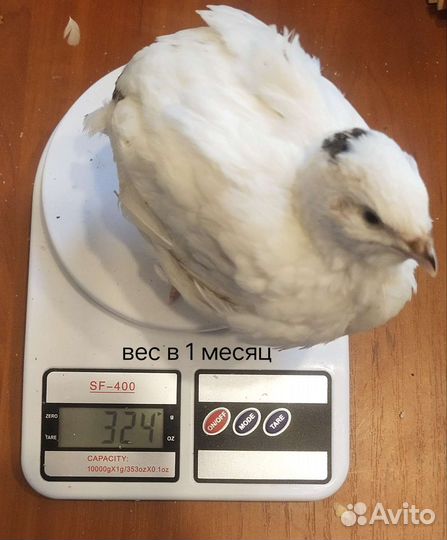 Перепелиное инкубационное яйцо