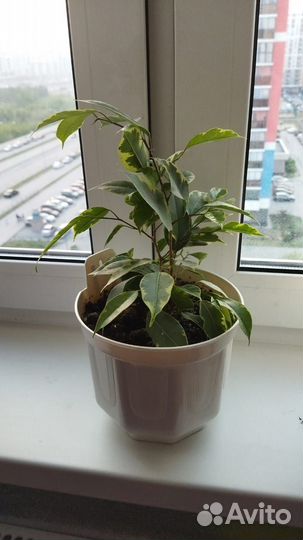 Комнатные растения: фикус