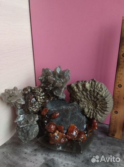 Окаменелости аммониты