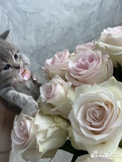 Шотландские котята