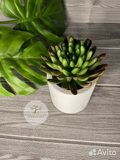 Суккуленты