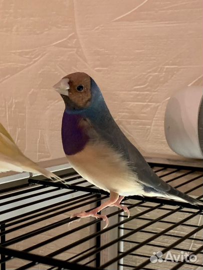 Амадина гульда