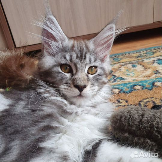 Котята мейн-кун