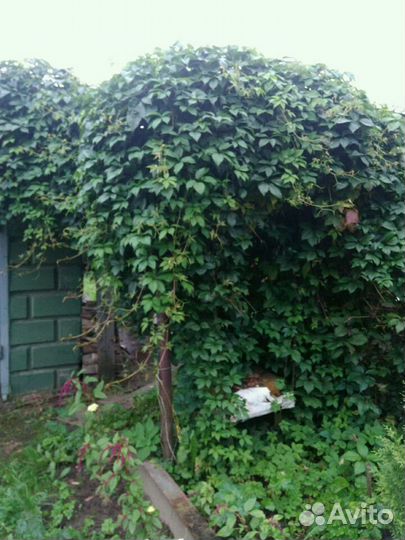 Виноград девичий