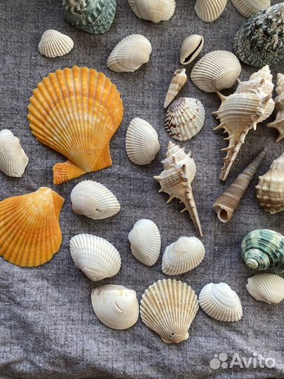 Ракушки для поделок/ ракушки для аквариума
