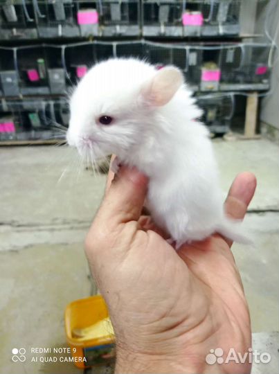 Ферма шиншиллы