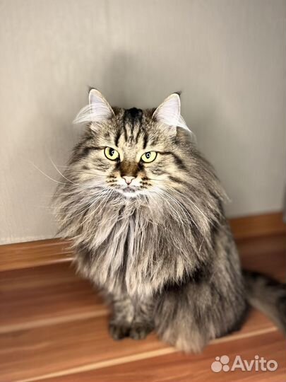 Передержка кошек и собак зоогостиница зооняня