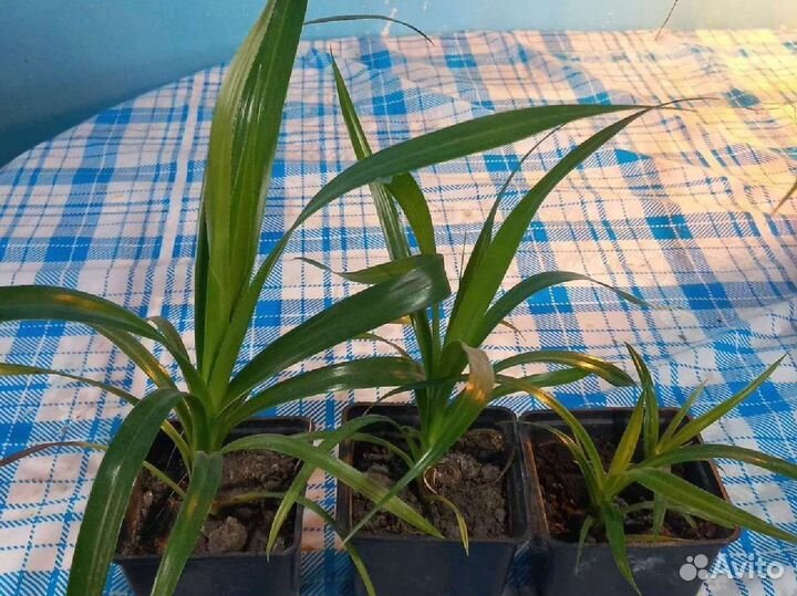 Комнатные растения цветы