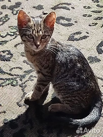 Спасите Машеньку