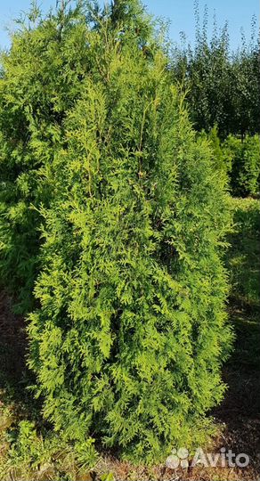 Туя западная Брабант