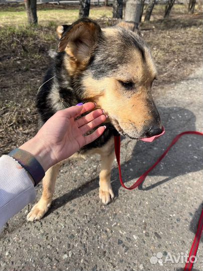 Никто не замечает пёсика