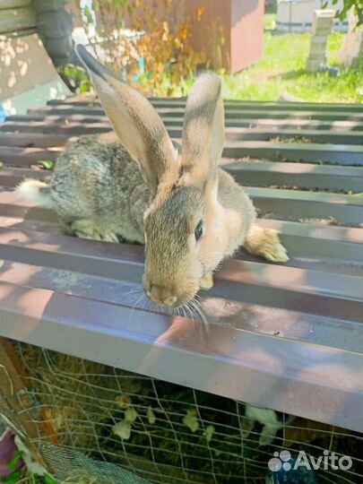 Кролики мясных пород