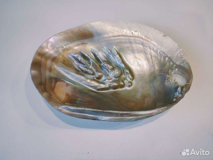 Морские ракушки раковины