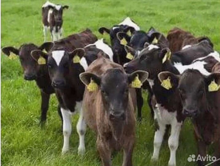 Бычки телята