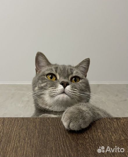 Передержка животных