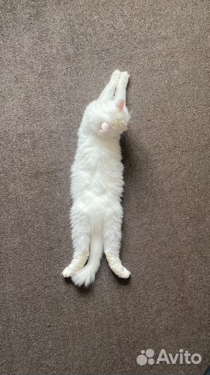 Оборзевший кот