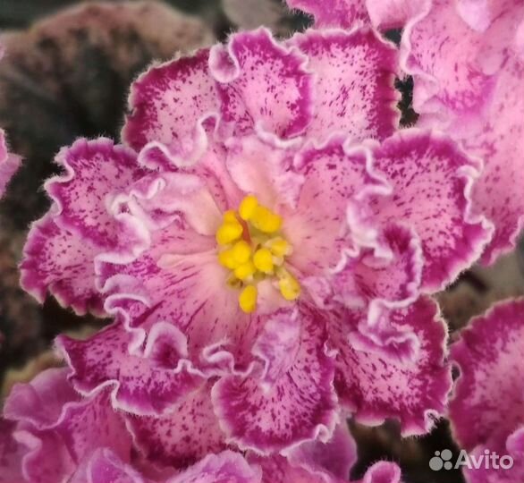 Фиалки сортовые