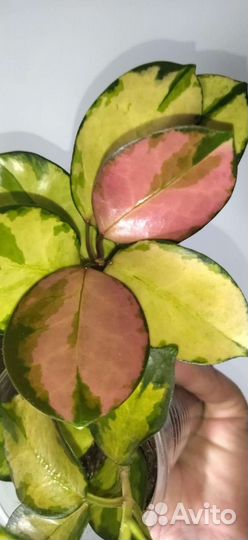 Хойя аустралис лиза вар, на срез, по 3-5 узлов