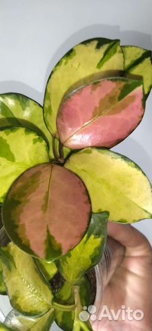 Хойя аустралис лиза вар, на срез, по 3-5 узлов