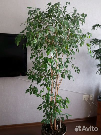 Фикус Бенджамина