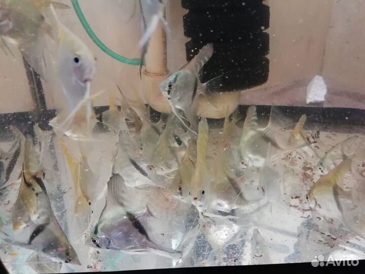 Аквариумные рыбки