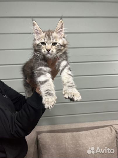 Котята мейн-кун полидакт