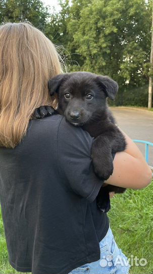 Щенок в добрые руки