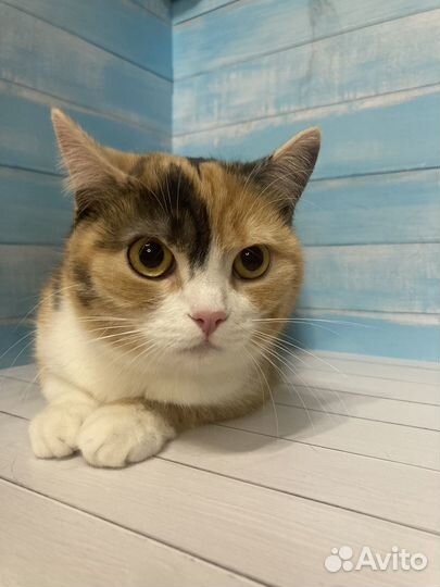 Кошечка плюшевая Майя