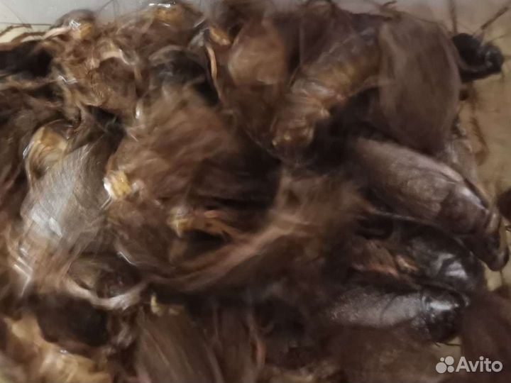 Мраморные тараканы