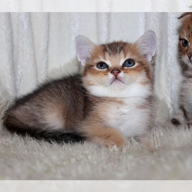 Шотландский вислоухий короткошёрстный котёнок
