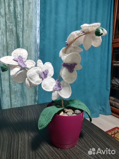 Орхидея белая бабочка