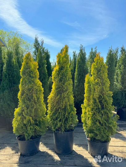 Туя Смарагд Голд