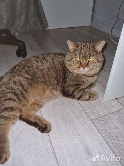 Кот в добрые руки