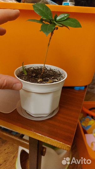 Кофе Арабика